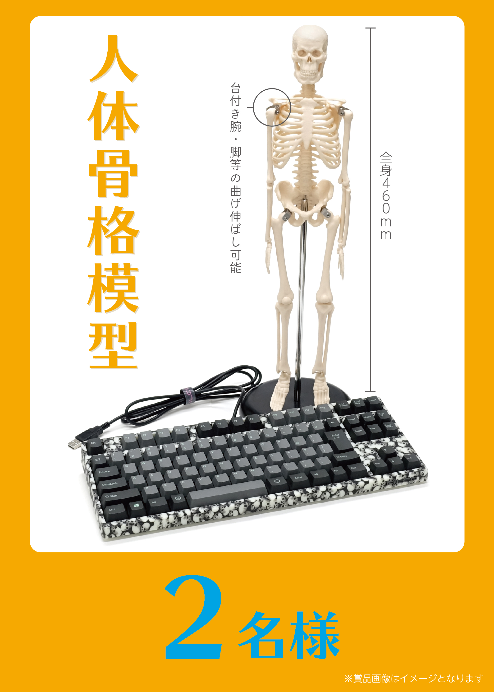 人体骨格模型！